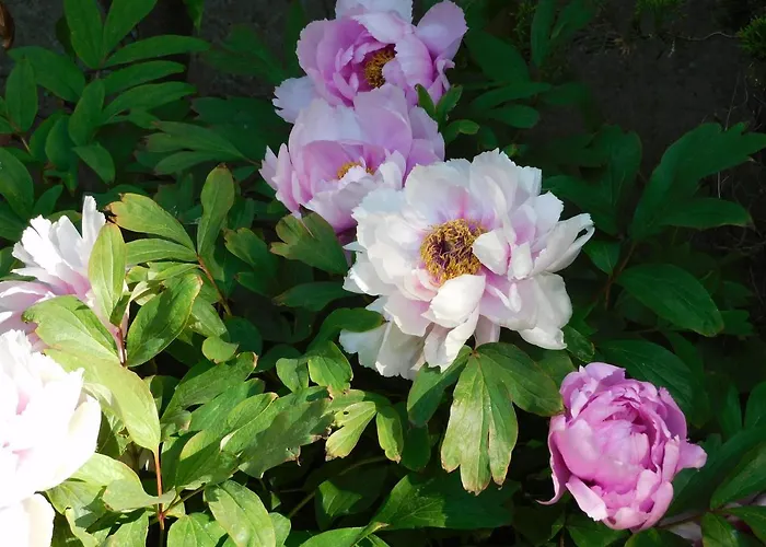 Nocleg ze śniadaniem D'hondt