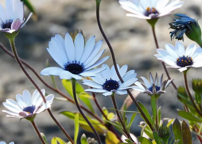 Nocleg ze śniadaniem D'hondt 4*