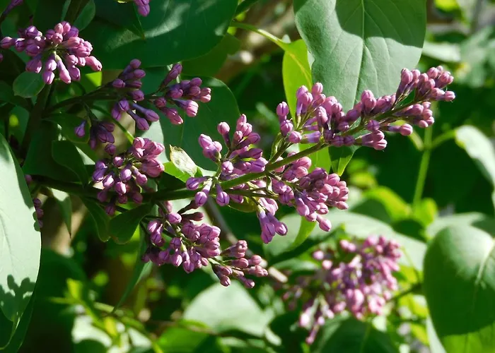 D'hondt Nocleg ze śniadaniem 4*